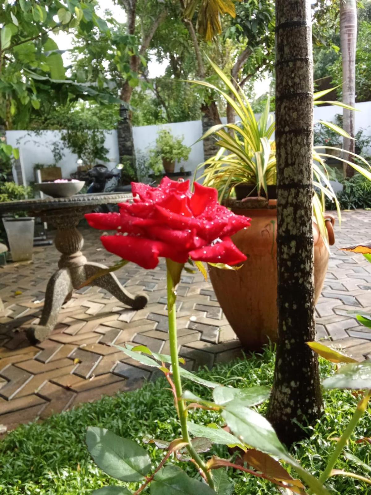 Awon Mirissa Hotel Ngoại thất bức ảnh