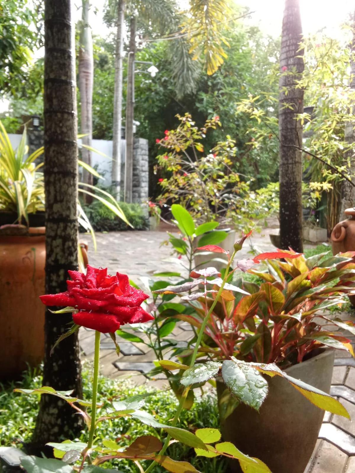 Awon Mirissa Hotel Ngoại thất bức ảnh